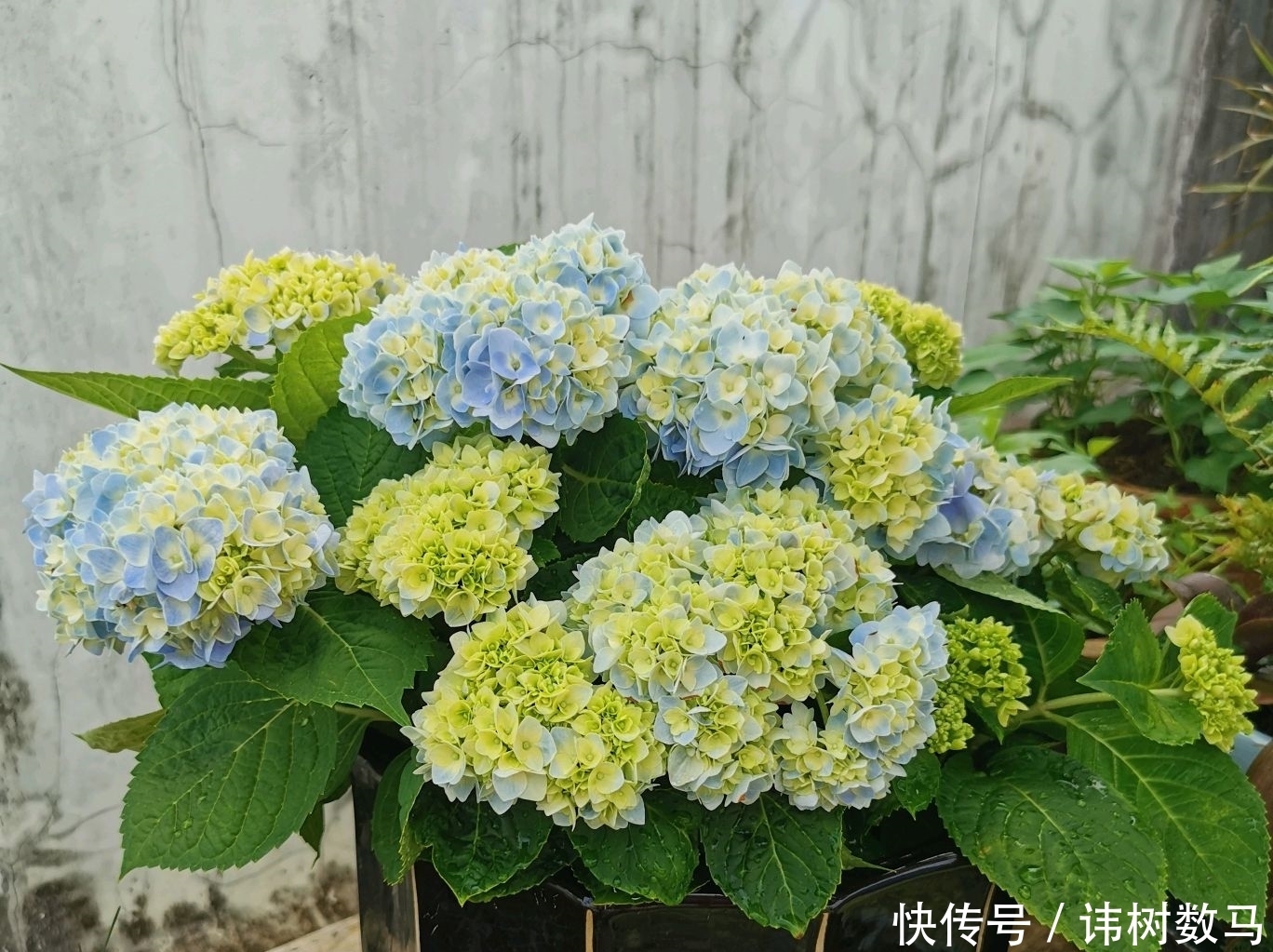  小心|绣球花在冬季提前冒芽了会影响来年开花吗？小心盲芽猖狂