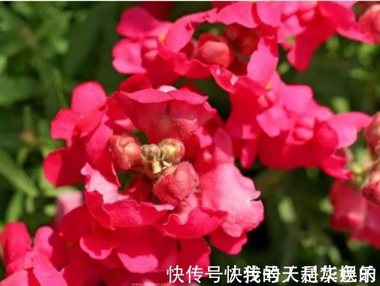 花瓣|4种花美的出奇,不仅花好看,名字也好听,满树都是花朵,漂亮!