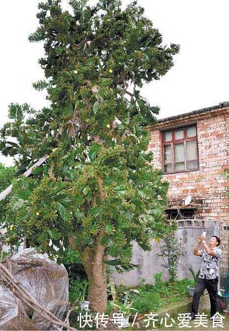 30年的仙人掌长成“仙人树”,霸气侧漏,多少钱也不卖