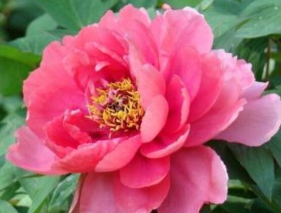 六角|养花试试这几款,花开时是美得有朝气,美得灿烂,美得妖冶