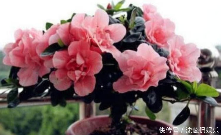 开花最香的4种花，家里养一盆，比牡丹还美，年年开花美翻