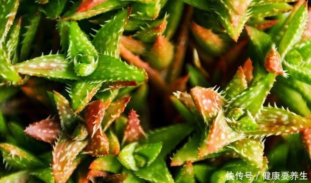 进入“黑名单”的多肉,便宜也不买,“坑”人没商量!