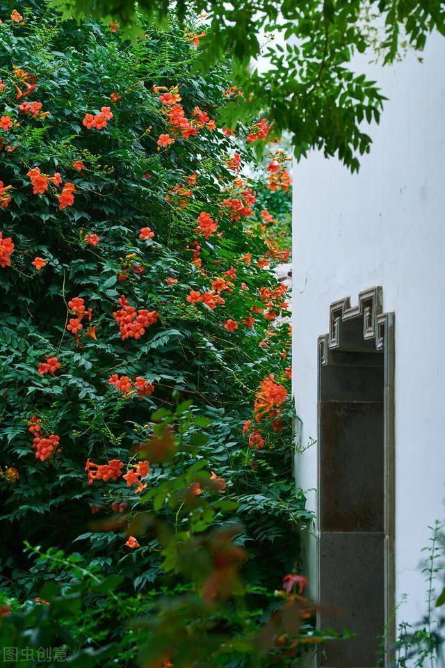 好好的院子，被一棵“霸道”的凌霄花给毁了