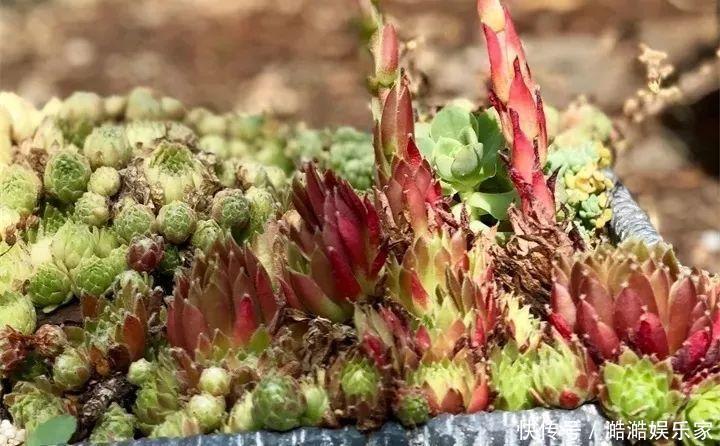 扦插|多肉长花箭被他剪断插土里,7天就生根!