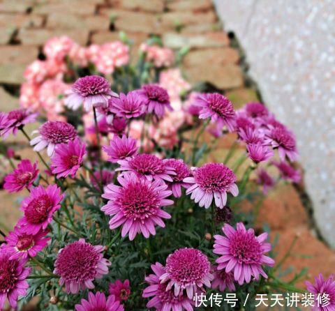 好时机|天气要热了,三种花修剪扦插正当时,小编已经迫不及待了