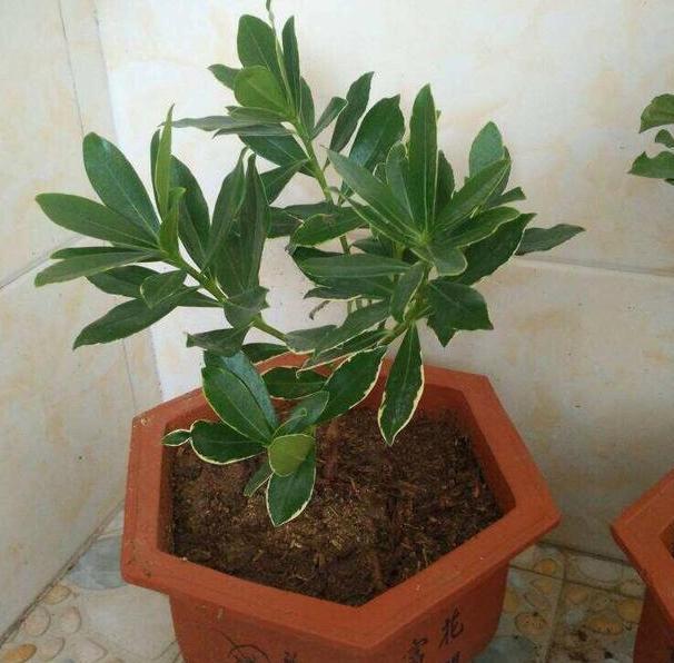 茉莉|养月季、茉莉不如盆栽金边瑞香,花期长、花朵多,花开满屋飘香