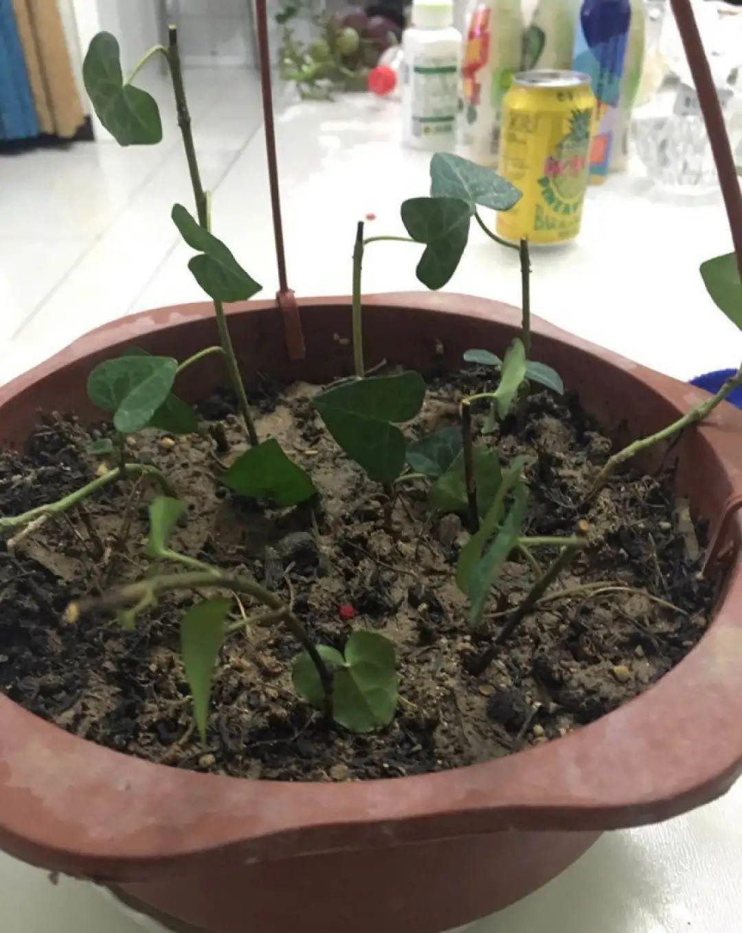 这几种花，要是秋天不扦插，错过就等1年