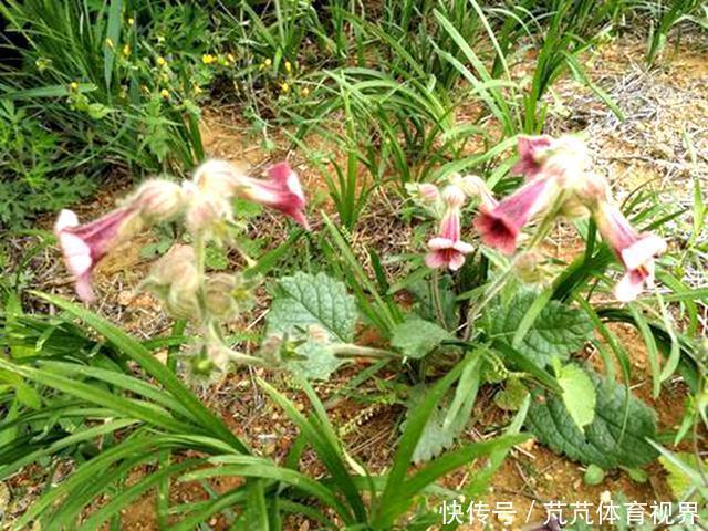本经逢原|花似喇叭,块根像红薯,李时珍:填骨髓,长肌肉,生精血!