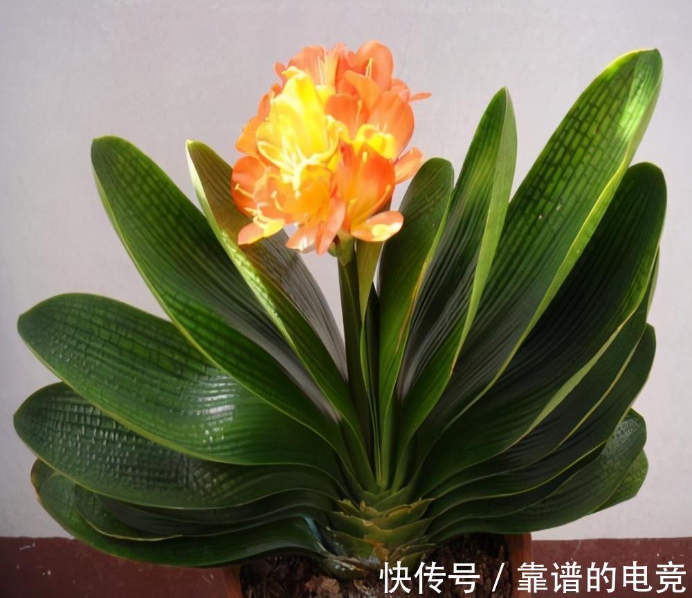 家中君子兰不开花,直接喂点药,立马变旺盛,花开停不下来