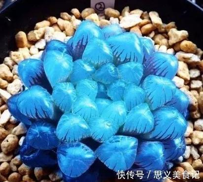 花卉|悄悄告诉你，网购花卉，见到“4种花”离远点，谁也养不活