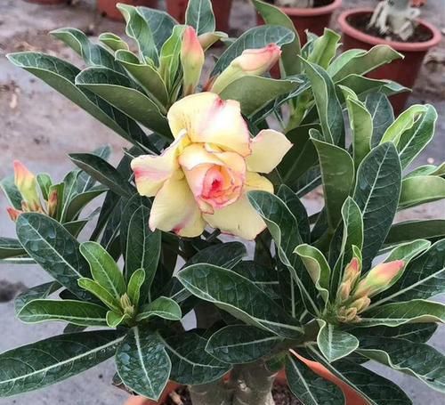  不用|比仙人掌还耐活的花，几乎全年不用浇水，花色艳丽，花期长8个月