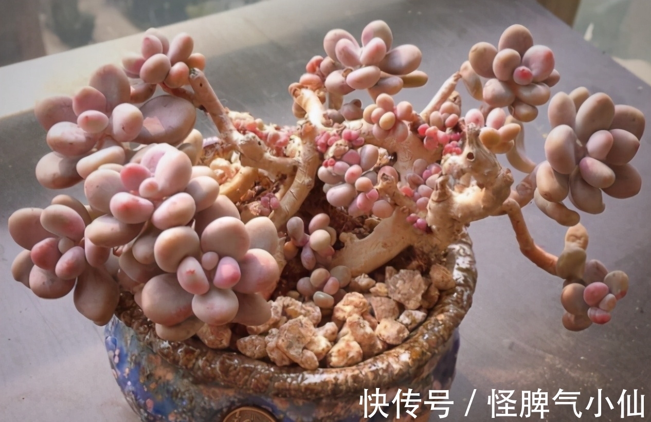 想养多肉不会养?5种多肉好养,给它时间,它会“惊艳”到你