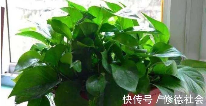 黄豆、豆渣养花有“技巧”,这样处理一下,效果比花肥强,很实用