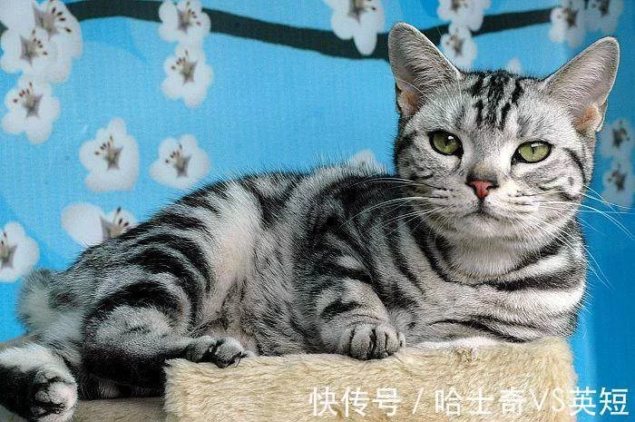 美国短毛猫和狸花猫有什么区别？通过”