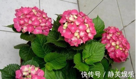 叶腋处|绣球花开败后,“修剪”是关键,1个小技巧,来年开爆盆!