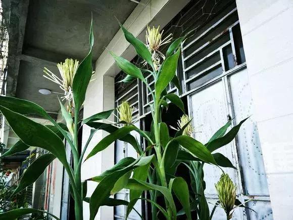 好事|4种花有灵性,平时难开花,一有好事就开花!