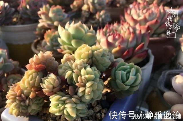 静夜|养多肉三年多，初见惊鸿！累并快乐着！养多肉三年多，初见惊鸿！累并快乐着！