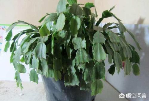 蟹爪兰打蔫怎么养？