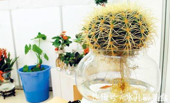 深陷这些“养花误区”，走不出来，就别怪植物活不久、长不好