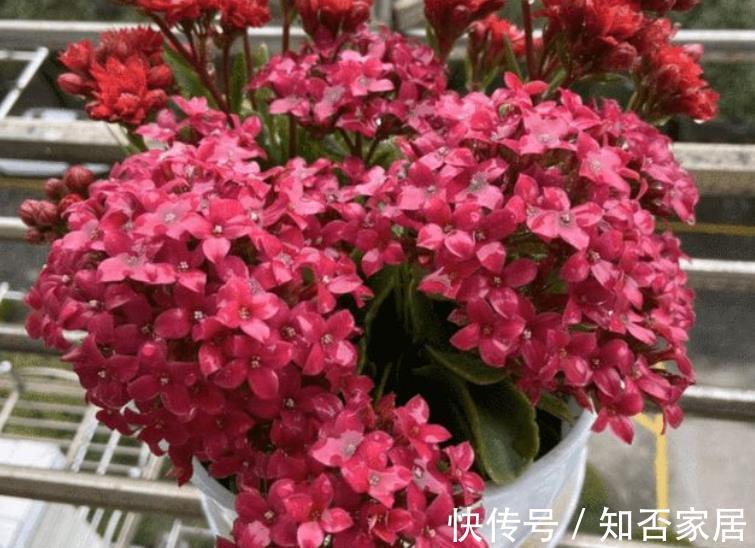 蚯蚓|秋天给花换盆，盆底掺点“万能肥”，根系更健壮，养啥花都旺