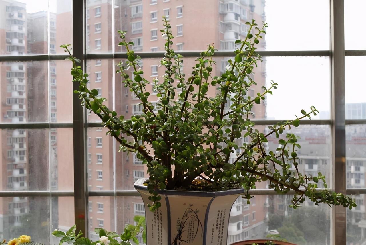 金枝玉叶|养金枝玉叶,做到4点,长成粗壮老桩,漂亮又精致