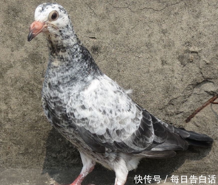 大蒜可以帮助鸽子达到什么效果?又该如何使用?