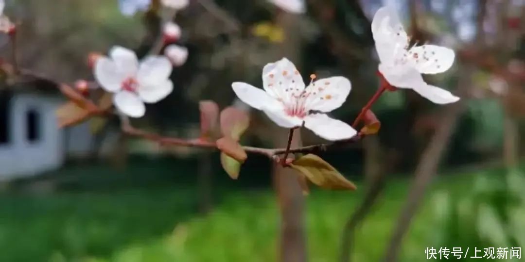 春暖花开日，醉白池公园三八女神节免票优惠邀汝来赏花