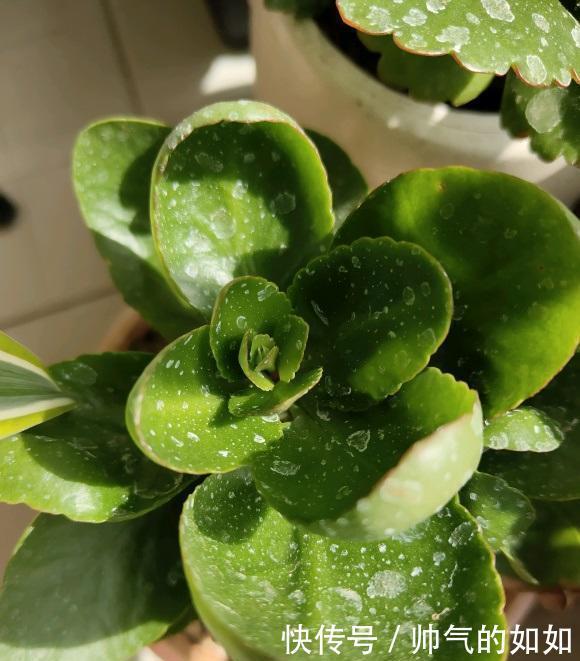 家里的长寿花,用什么肥料好3种肥按照顺序用,更容易开爆盆