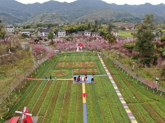 垫江牡丹樱花世界：郁金香盛开 游客“闻香”来