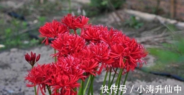 五色梅|8种常见“有毒花”,小心误买回家,家里有小孩要谨慎,安全第一