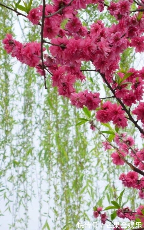 迎春$七言律诗一首:迎春