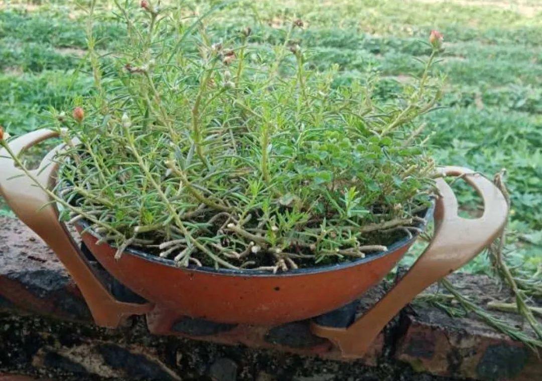 10个偏方,能省不少钱,把花养的又肥又壮