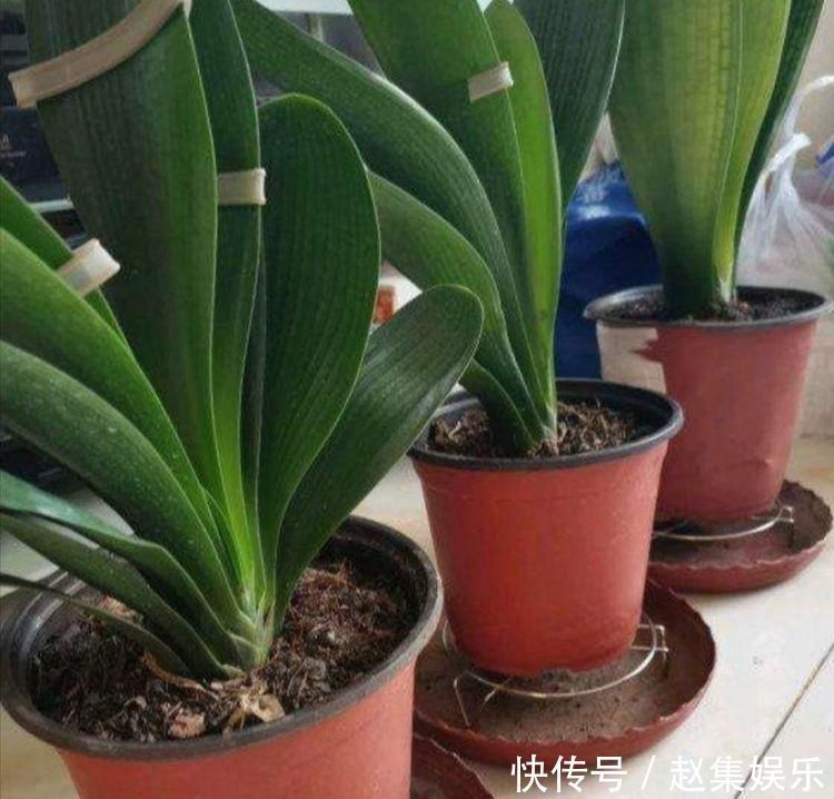 根系|春夏秋冬养君子兰，浇水各不相同，“诀窍”在手，开花成“群”