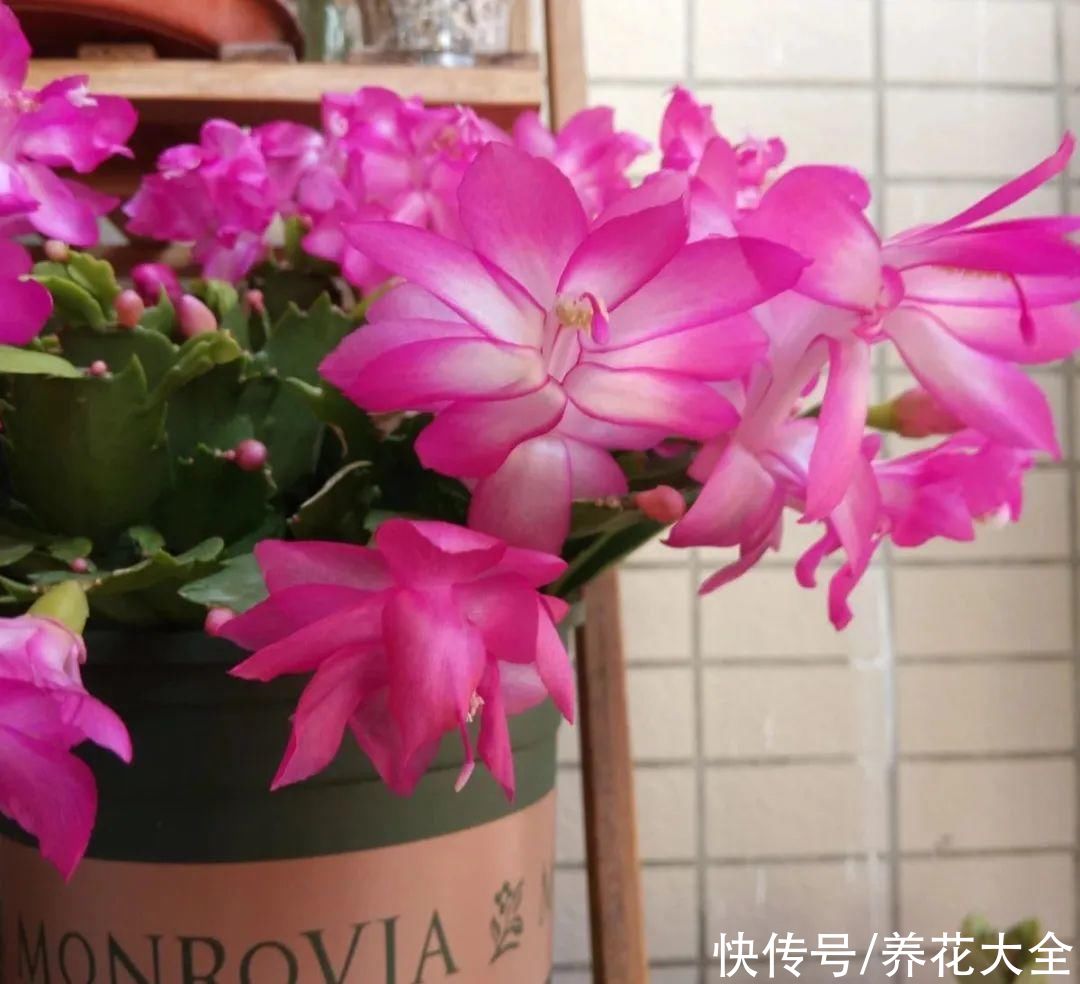 冬天好养的花，皮实不娇气，颜值高上档次，咋养都开花