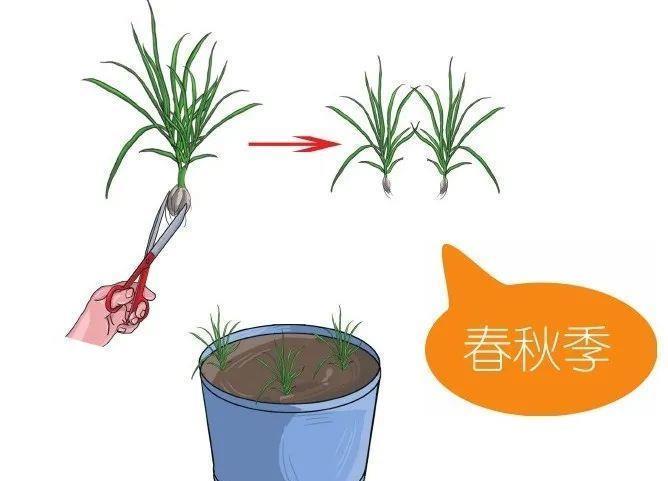 植株|盆栽“法宝”：收获前是“驱虫剂”，收获后可香料、可茶饮！