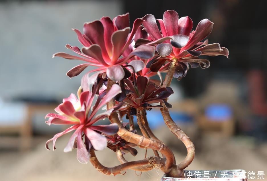 你养的是老桩法师,春季学会3个“操作”,叶片上色快,状态美