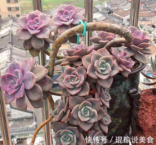 6种普货多肉,颜值高好养护,长成悬崖桩,看起来真过瘾!