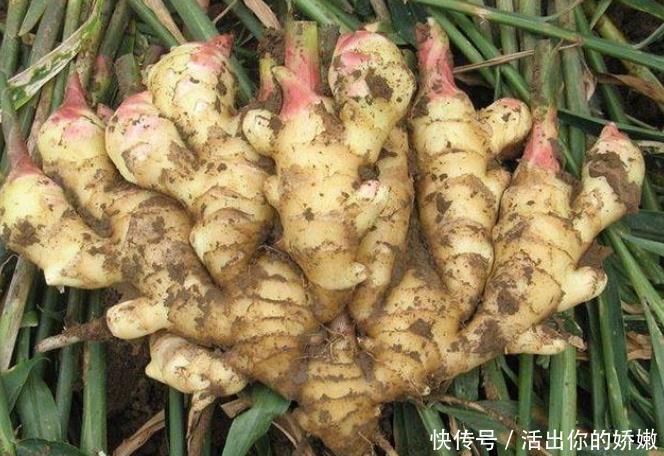常用|体内湿气过重常用以下3样中药泡脚,有效祛湿气、冬季少生病