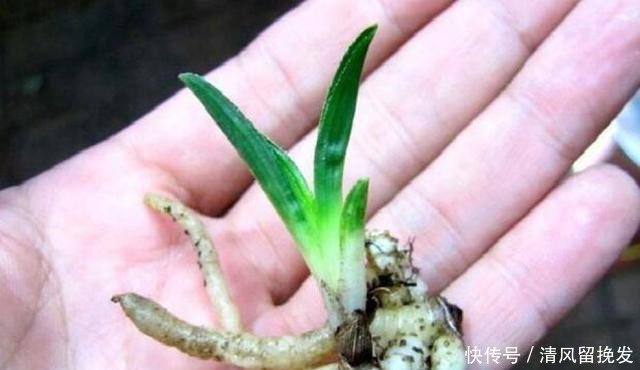 白水煮“它”,用来浇花,30天“兰花”长满小白芽