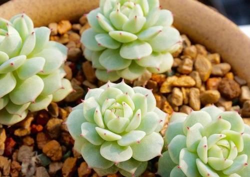 都知道这3款多肉不好养，但是真的很漂亮，愿意尝试的花友真不少