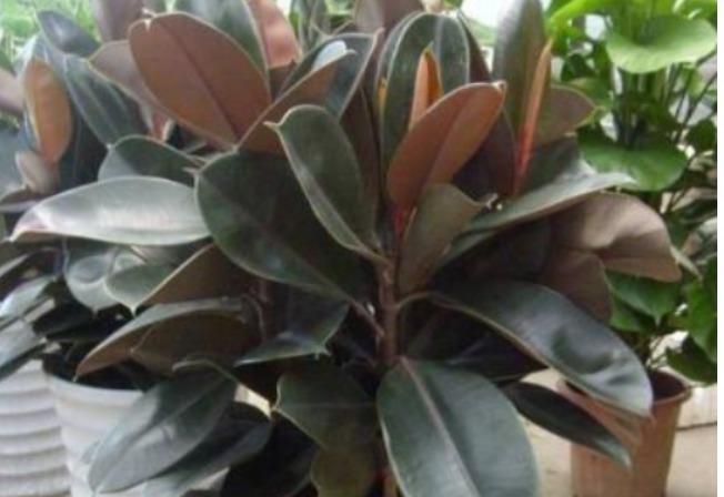 营养土不要买,出门捡几种“垃圾”扔盆里,疏松透气、不烂根