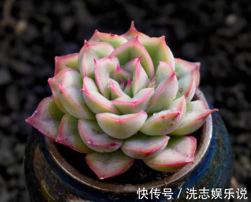 花月夜|多肉猎户座怎么养更艳丽教你3个小妙招,养出最美的猎户座