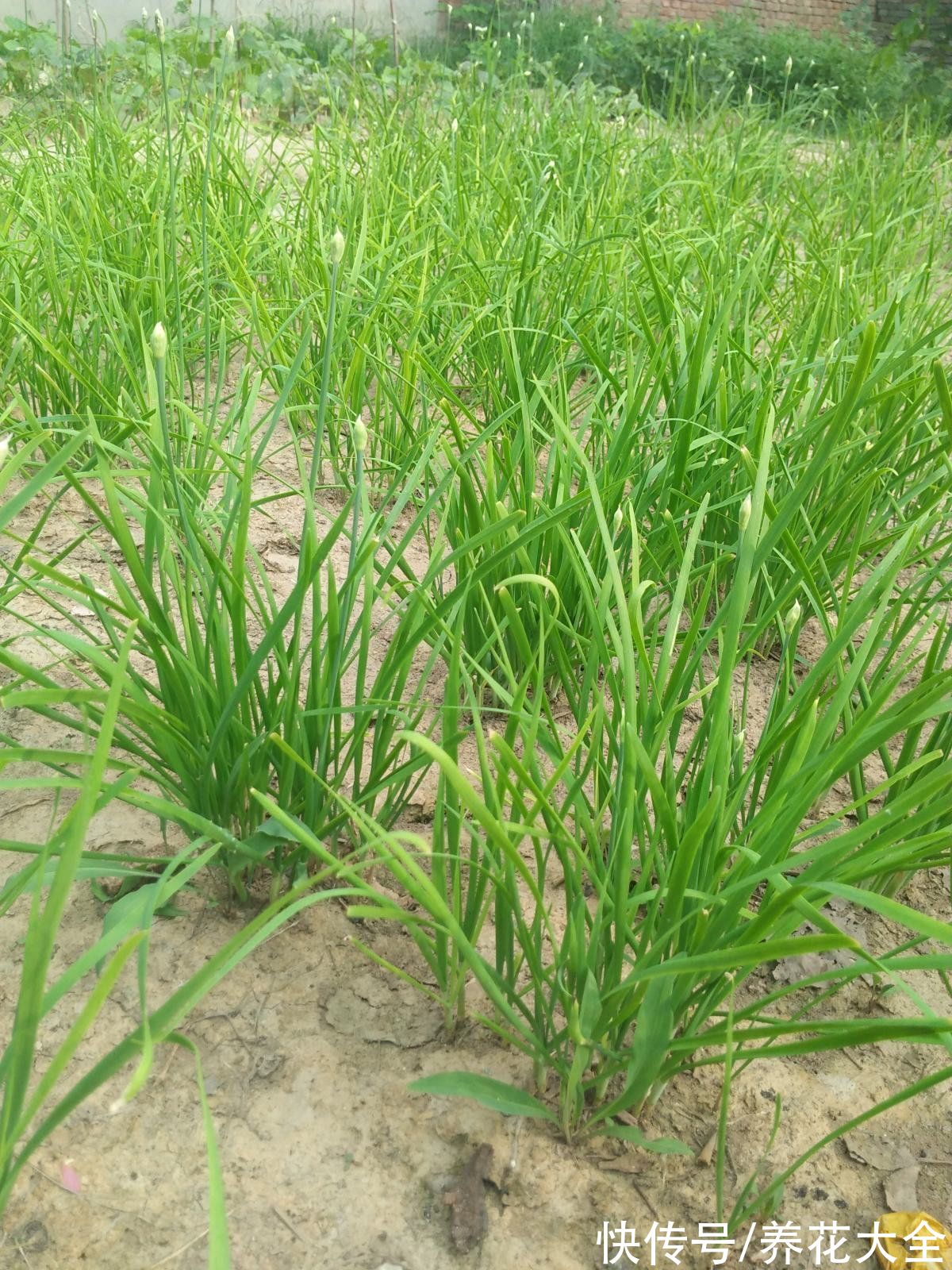 香椿|春天必吃的6种野菜，鲜味飘满屋，错过要再等一年