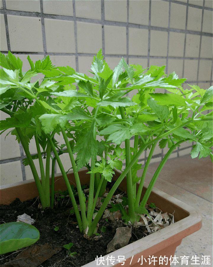 6种青菜根,吃完不要扔,插进花盆,浇浇水,20天长成“小菜园”
