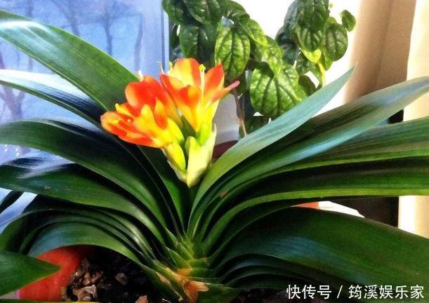 扦插|养花防治黄叶烂根、虫害有技巧6个小动作,让你应对游刃有余
