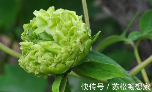 喜欢菊花不如养盆“绿牡丹”吧!养护记住以下3点,花开光彩夺目