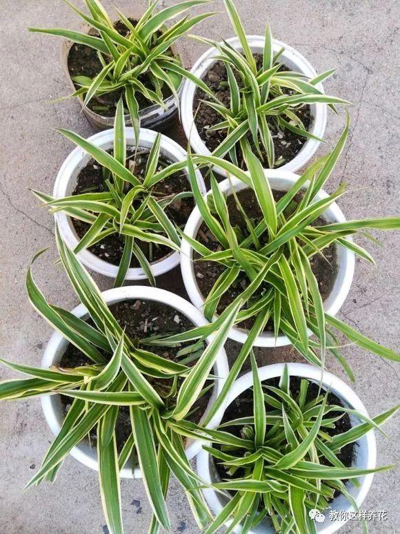 花友|用好3招，吊兰马上抽条长新叶，还呼呼开花！