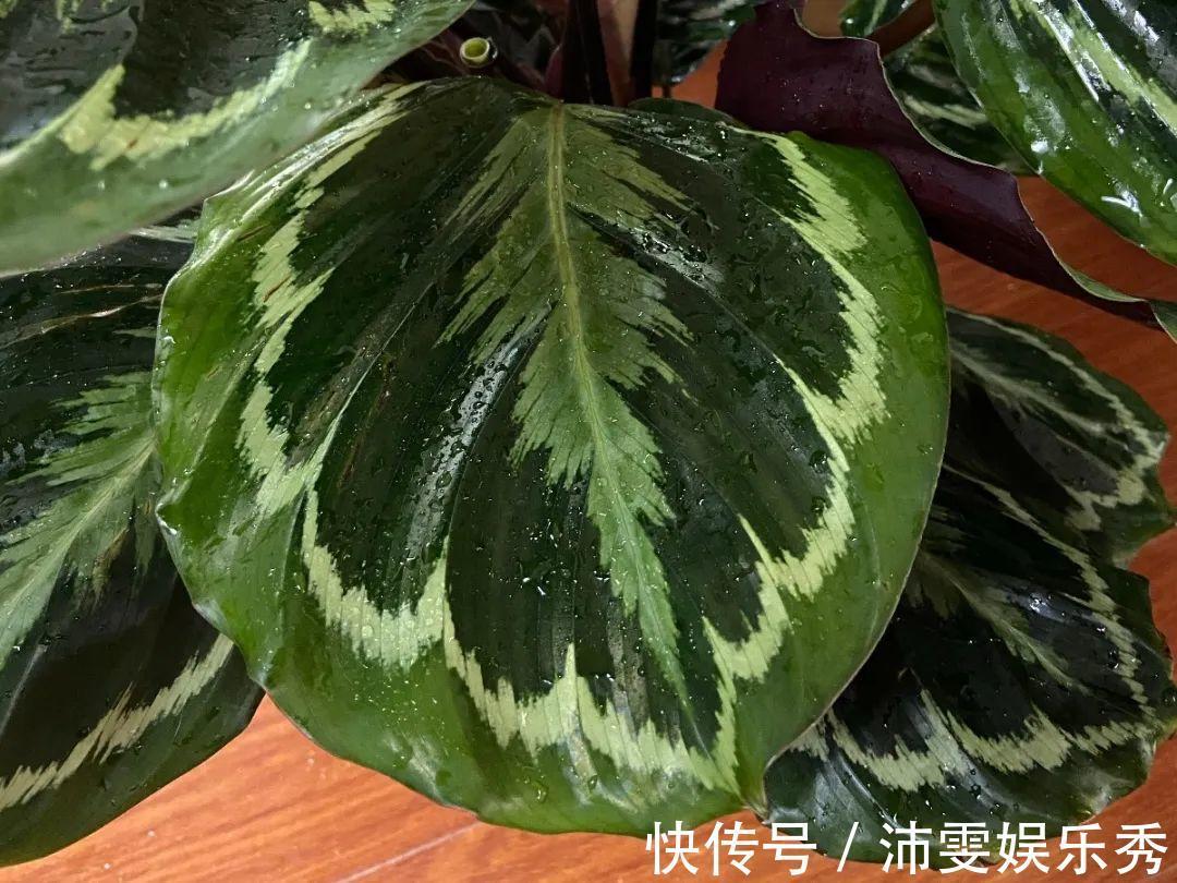 洋桔梗|6种花一天不浇水,叶子就耷拉,缺水3天就死翘!