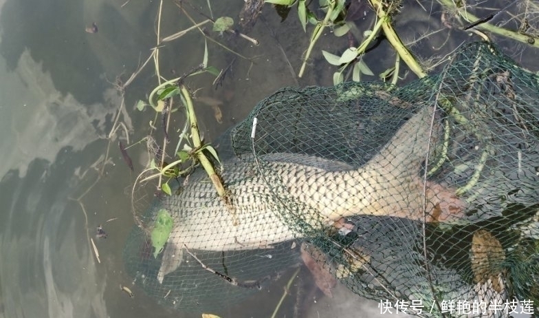 鲤鱼“戒不掉”的饵料，水里一扔，鲤鱼拼命咬钩，拉杆到手软