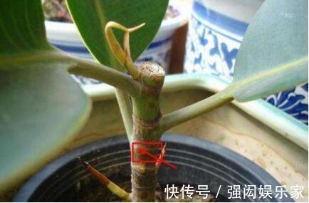 让橡皮树多“发芽”,记住1个“养花经”,30天冒出一排“新芽”
